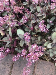 Crassula multicava multicava