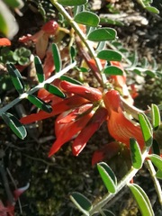 Lessertia frutescens