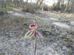 Caladenia cardiochila