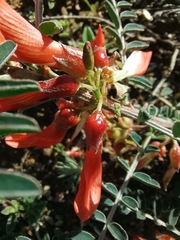 Lessertia frutescens