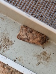 Diarsia rubi