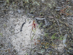 Caladenia cardiochila