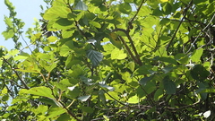 Actinidia rufa