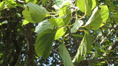 Actinidia rufa