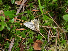 Arichanna melanaria