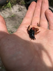 Paraleptuca crassipes