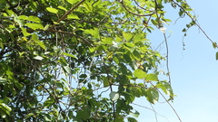 Actinidia rufa