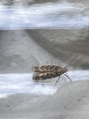 Scrobipalpa ocellatella