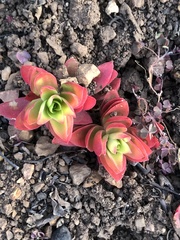 Crassula capitella
