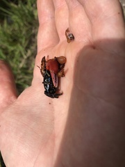 Paraleptuca crassipes