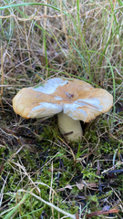 Russula cerolens