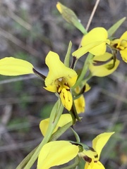 Diuris