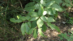 Ficus erecta beecheyana