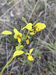 Diuris