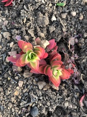 Crassula capitella