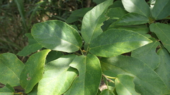 Ficus erecta beecheyana