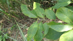 Ficus erecta beecheyana