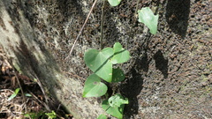 Pericampylus glaucus