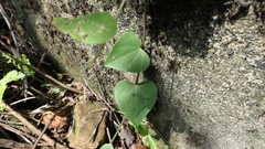 Pericampylus glaucus