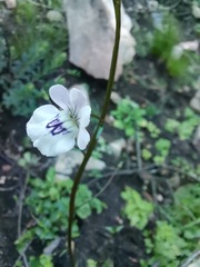 Nemesia bicornis