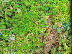 Polytrichum
