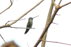 Heliomaster longirostris