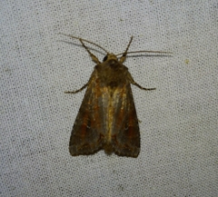 Polia bombycina