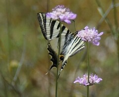 Iphiclides feisthamelii