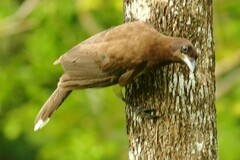 Psilorhinus morio