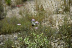 Dipsacoideae
