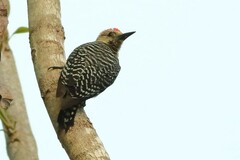 Melanerpes rubricapillus