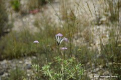 Iphiclides feisthamelii