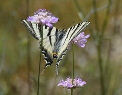 Iphiclides feisthamelii