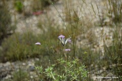 Iphiclides feisthamelii