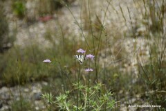 Iphiclides feisthamelii