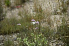 Dipsacoideae