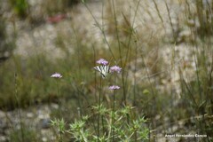 Iphiclides feisthamelii