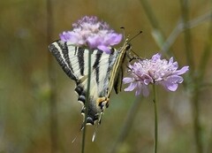 Iphiclides feisthamelii