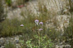 Dipsacoideae