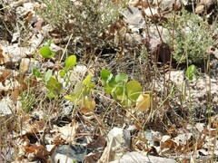 Coronilla scorpioides