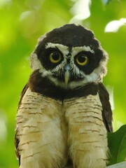 Pulsatrix perspicillata