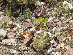 Coronilla scorpioides