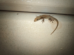 Lygodactylus capensis