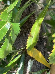 Xanthocryptus novozealandicus