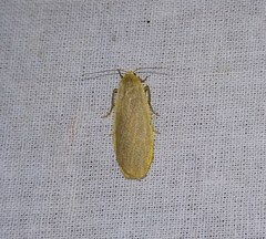 Eilema griseola