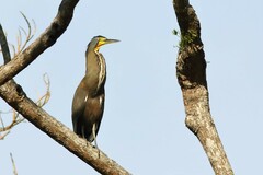 Tigrisoma mexicanum