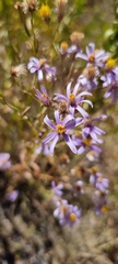 Galatella angustissima
