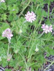 Pelargonium capitatum