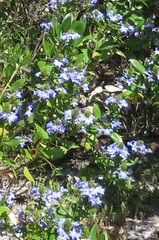 Scaevola nitida
