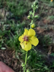 Verbascum virgatum